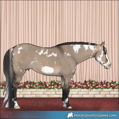 Horse Color:White Spotted Bay Dun Frame Rabicano 