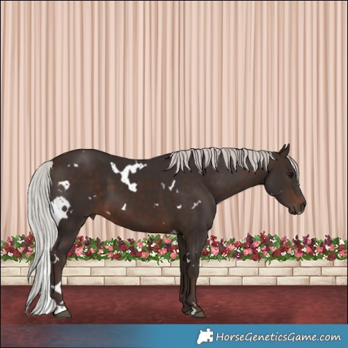 Horse Color:White Spotted Silver Brown 