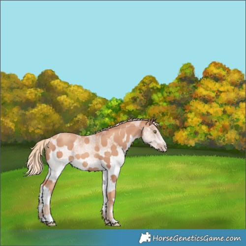 Horse Color:White Spotted Gold Champagne 