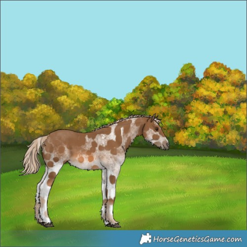 Horse Color:White Spotted Chocolate Palomino 