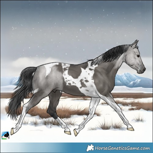 Horse Color:Grullo Tobiano 