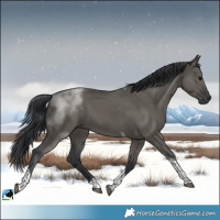 Horse Color:Grullo Tobiano