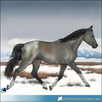 Horse Color:Grullo Tobiano