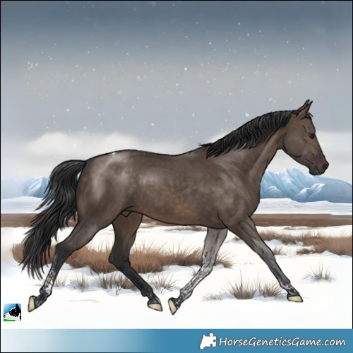 Horse Color:Brown Dun Tobiano 