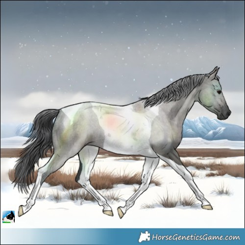 Horse Color:Grullo Tobiano 