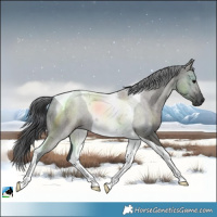 Horse Color:Grullo Tobiano 