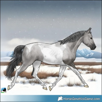 Horse Color:Grullo Tobiano