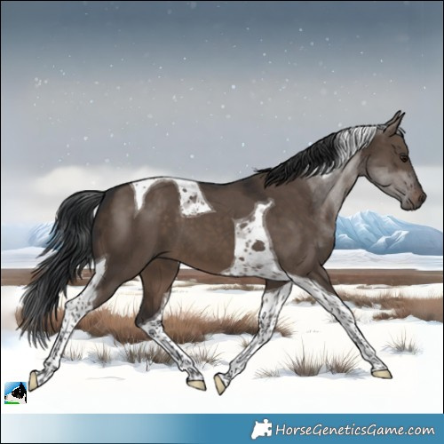 Horse Color:Brown Dun Tobiano 