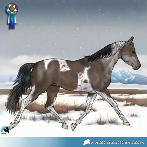 Horse Color:Brown Dun Tobiano