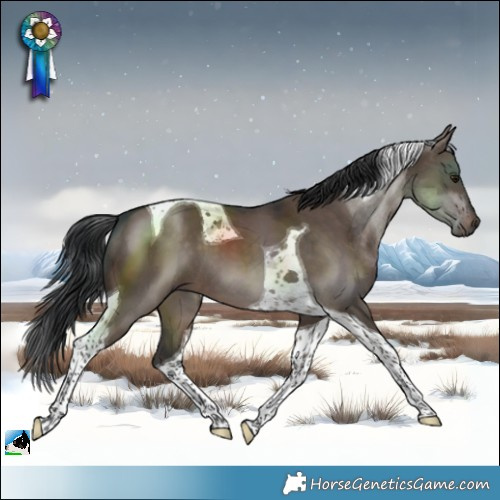 Horse Color:Brown Dun Tobiano 