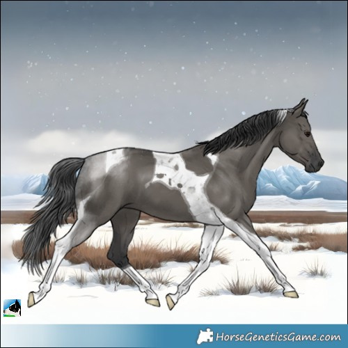Horse Color:Grullo Tobiano 