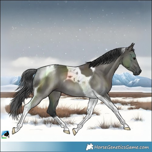 Horse Color:Grullo Tobiano 