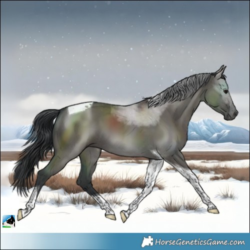 Horse Color:Grullo Tobiano 