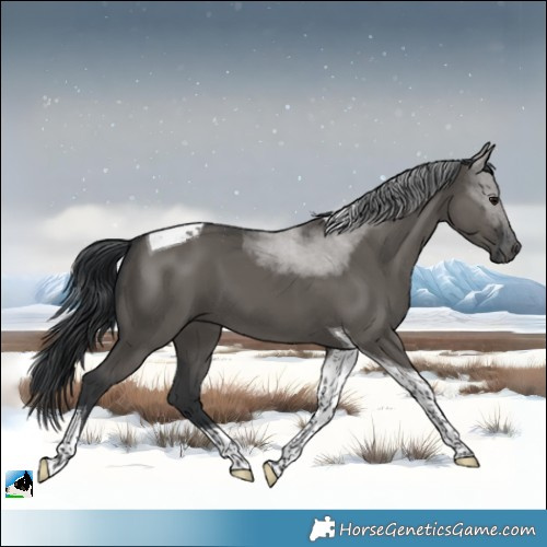 Horse Color:Grullo Tobiano 