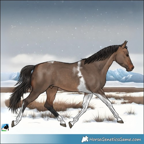 Horse Color:Bay Dun Tobiano 