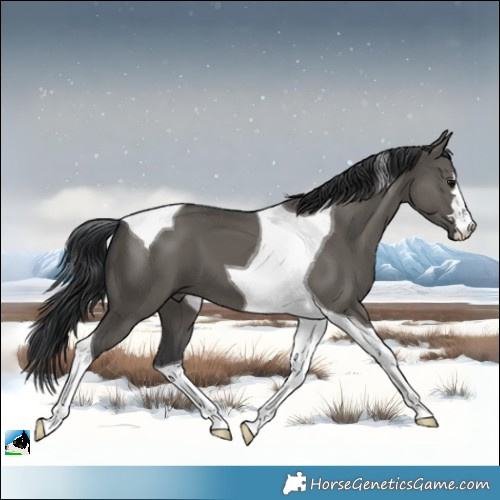 Horse Color:Grullo Tobiano 
