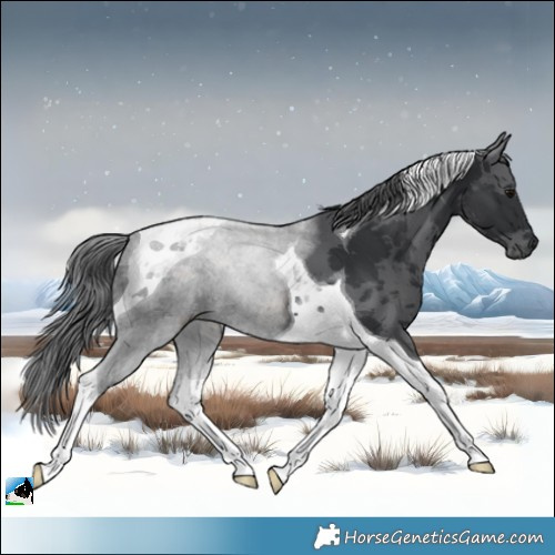 Horse Color:Black Merle Tobiano 