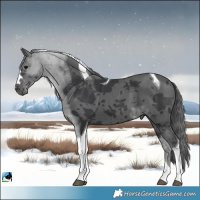 Horse Color:Black Merle Tobiano 