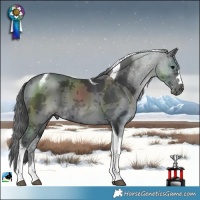 Horse Color:Black Merle Tobiano