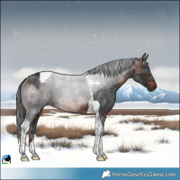 Horse Color:Brown Merle Tobiano 