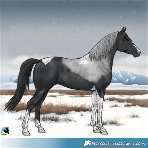 Horse Color:Black Tobiano 
