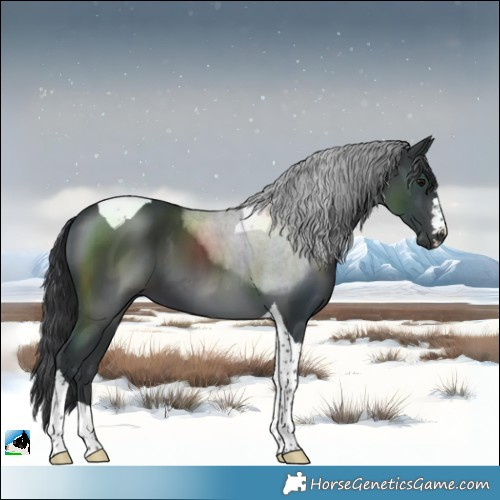 Horse Color:Black Tobiano 
