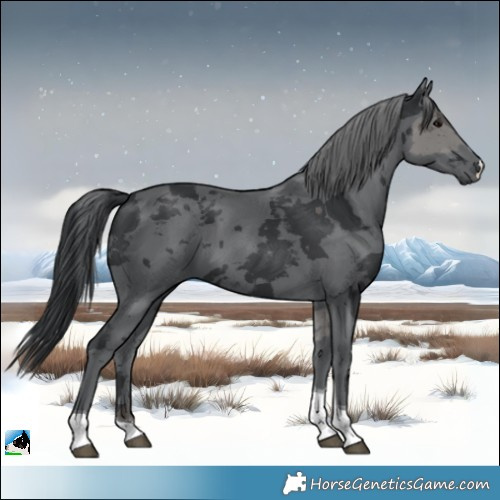 Horse Color:Black Merle Tobiano 