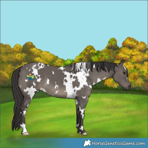 Horse Color:White Spotted Smoky Grullo 