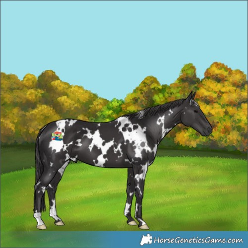Horse Color:White Spotted Smoky Black