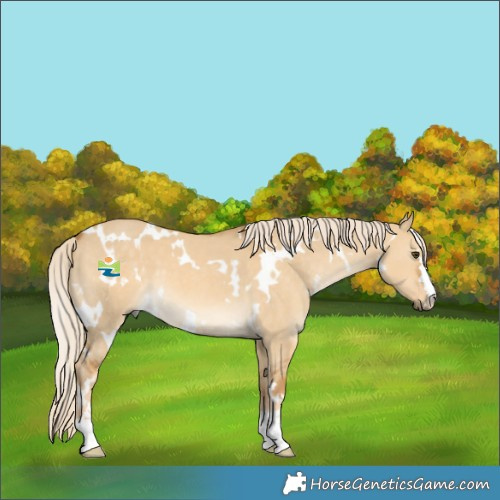 Horse Color:White Spotted Palomino Dun