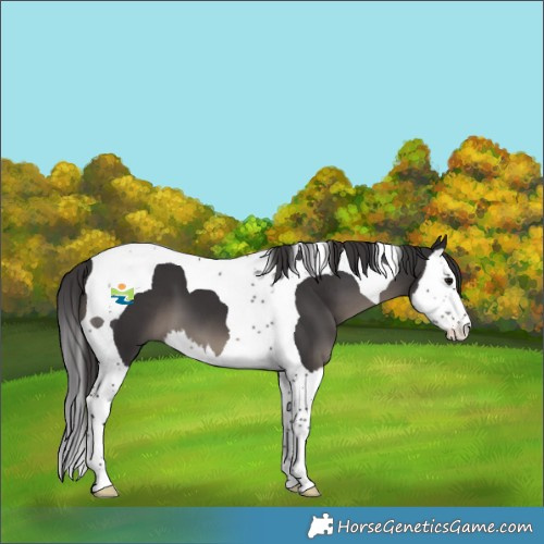 Horse Color:Smoky Black Splash Tobiano