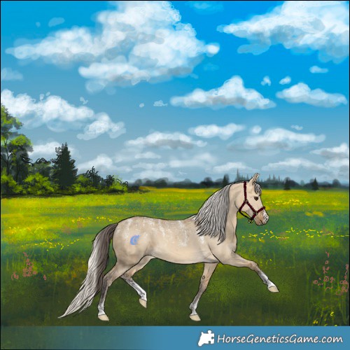Horse Color:Powder White Buckskin Dun Merle  and Powder White Silver Buckskin Dun Merle 