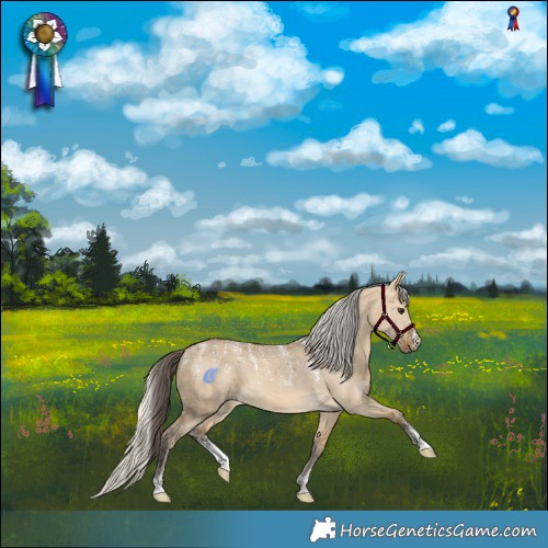 Horse Color:Powder White Buckskin Dun Merle  and Powder White Silver Buckskin Dun Merle 