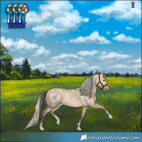 Horse Color:Powder White Buckskin Dun Merle  and Powder White Silver Buckskin Dun Merle 