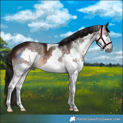 Horse Color:Gray Brown Splash Tobiano 