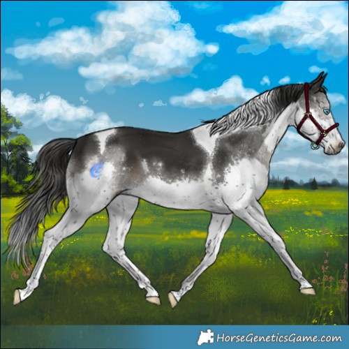 Horse Color:Gray Black Splash Tobiano 