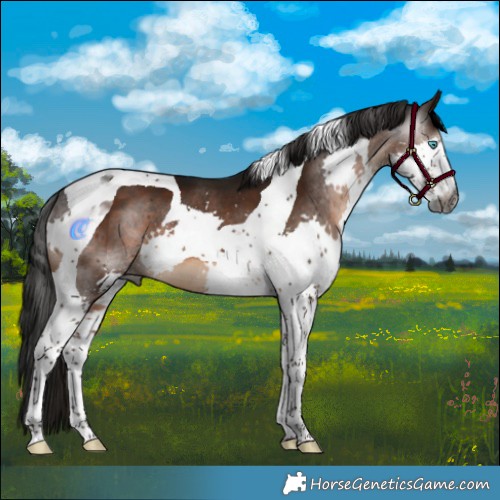 Horse Color:Gray Brown Splash Tobiano 