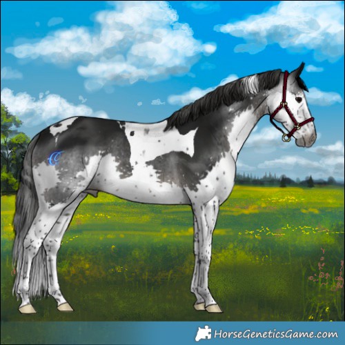 Horse Color:Gray Black Splash Tobiano