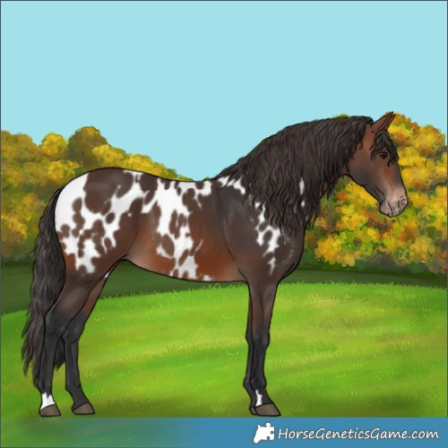Horse Color:Brown Rabicano  and Brown Appaloosa Rabicano 