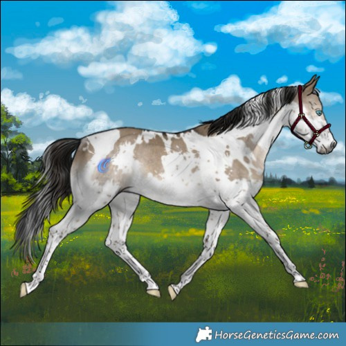 Horse Color:Gray White Spotted Brown Dun Splash Tobiano Rabicano 