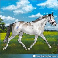 Horse Color:Gray White Spotted Brown Dun Splash Tobiano Rabicano