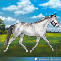 Horse Color:Gray White Spotted Brown Dun Splash Tobiano Rabicano 