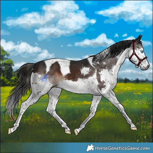 Horse Color:Gray Brown Splash Tobiano 