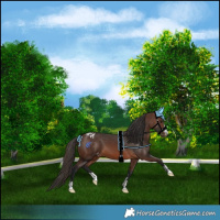 Horse Color:Brown Appaloosa