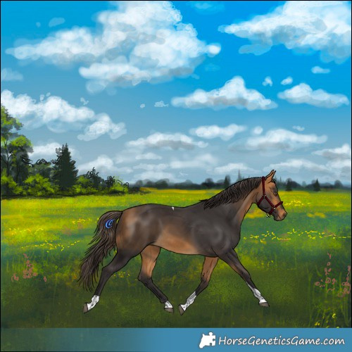 Horse Color:Buckskin Tobiano