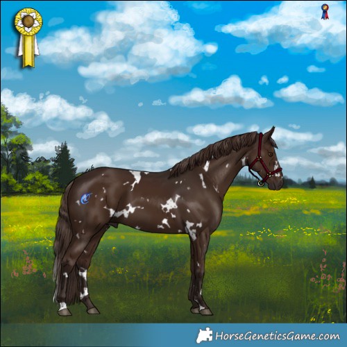 Horse Color:White Spotted Liver Chestnut 