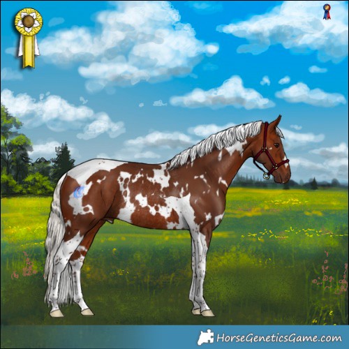 Horse Color:White Spotted Silver Bay Tobiano Rabicano 