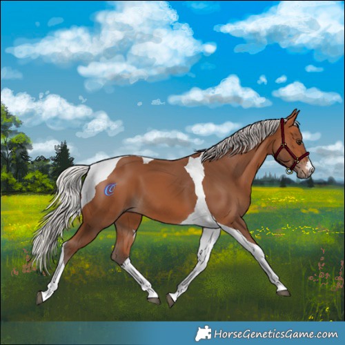 Horse Color:Silver Bay Tobiano 