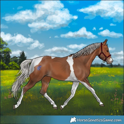 Horse Color:Silver Bay Tobiano 