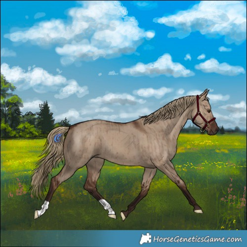 Horse Color:Liver Red Dun Brindle 